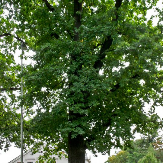 Naturdenkmal [[Eichen