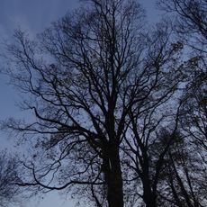 Liberec - javor v Dětřichovské ulici