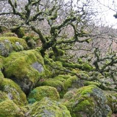 Wistman's Wood