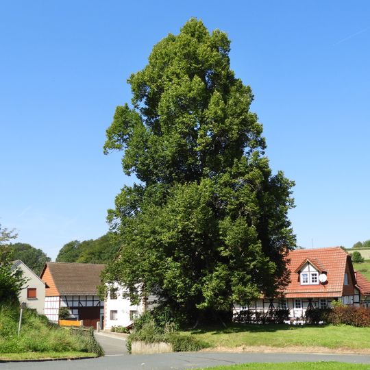 Linde auf dem Anger in Breitzbach
