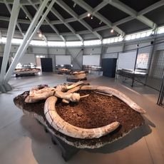 Museo Paleontologico Luigi Boldrini