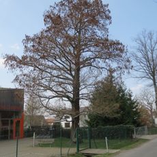 Sumpfzypresse ( in Hosena auf dem Grundstück Johannisthaler Str. 10