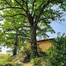 Quercus robur at the southern exit of the village Golben