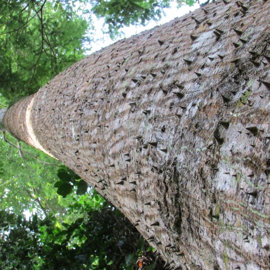 Forêt classée de Pinselly
