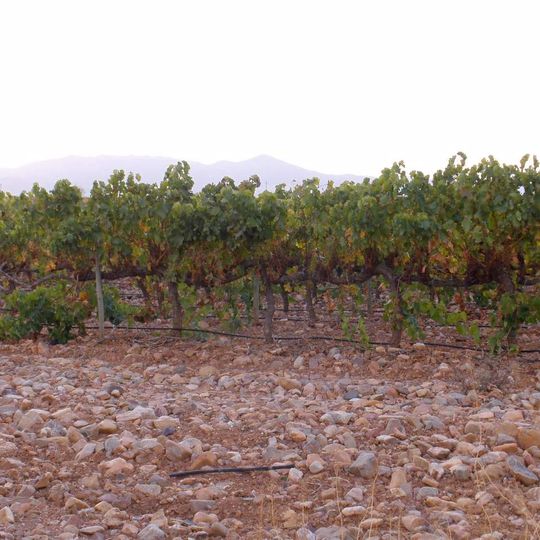 Cariñena