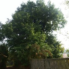 Dub nad hostincem v Loukách