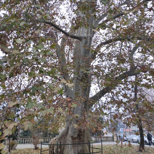 Older Platanus × hispanica in Plac Wolności in Opole