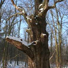 Rezerwat przyrody Kolno Międzychodzkie