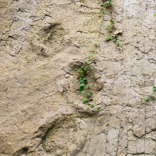 Dinosaurierfährten von Barkhausen