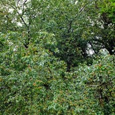 Jabloň u Českého Chloumku