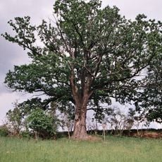 Dub ve Střížově II