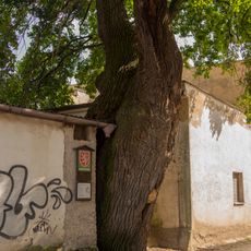 Dub U Sv. Jana Nepomuckého v Mikulově