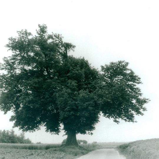 Arbre du Gibet
