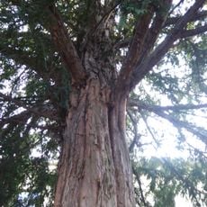 Tis u zámku v Hořicích