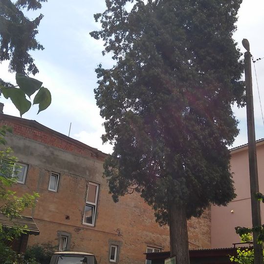 Abendländischer Lebensbaum