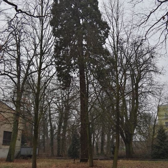 Naturdenkmal  Mammutbaum im Gutspark Selbelang