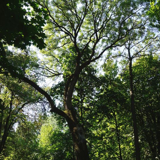 Берека звичайна