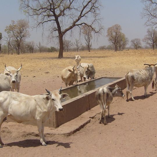 Tambacounda