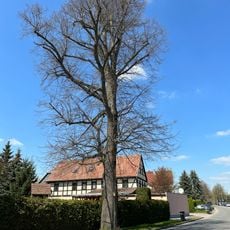 2 Linden an der Straße