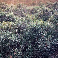 Veenhuser Königsmoor