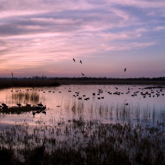 Strumpshaw Fen RSPB reserve
