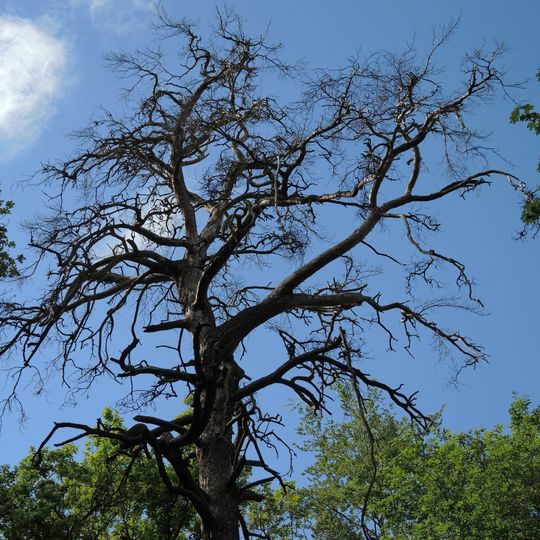 Naturdenkmal Stolze Kiefer Hammerthal, im Wald ca. 100 m südlich des Umspannwerks am durch die Kehle südlich in den Wald führenden Wanderweg in Bad Freienwalde