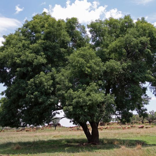 Ezemvelo Nature Reserve