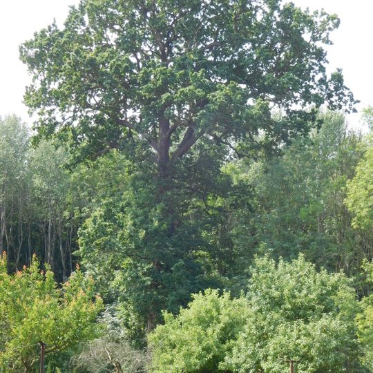 Dub u lesní správy