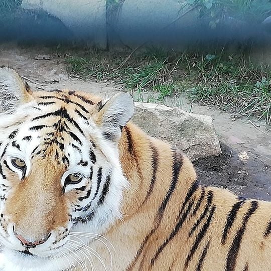 Núcleo Zoológico el Bosque