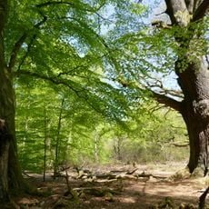 Urwald Sababurg