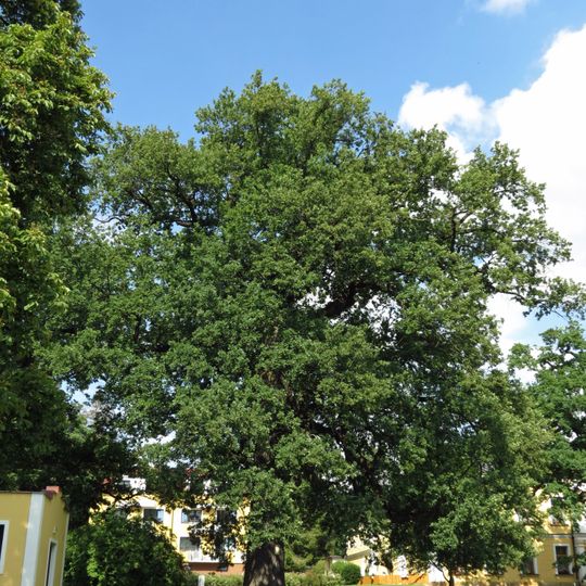 Dřezovec trojtrnný f. 2 ks