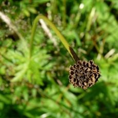 Upolíny (natural monument, Prachatice)