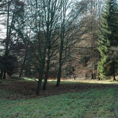 Sněženky ve Vysokém lese