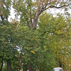 Drei Winterlinden vor der Kapuzinerklosterkirche Kleinried