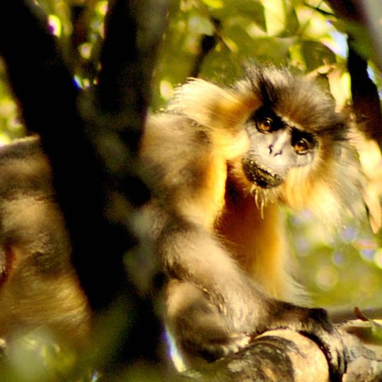 Parco nazionale di Manas