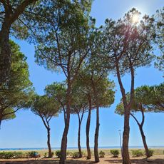 Plage des Pins