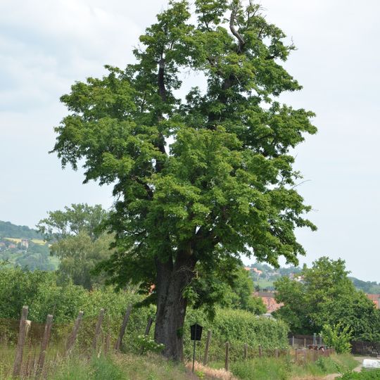 Oskeruše u Těchobuzic