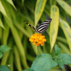Jardins des Papillons