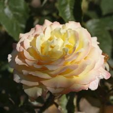 Rosaleda Ángel Esteban