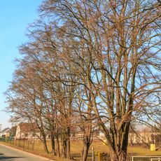 Acer campestre (Javor babyka)