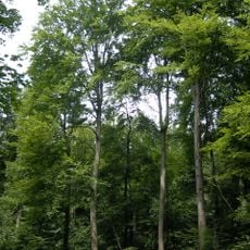 Seelbachs- und Eulenbruchswald