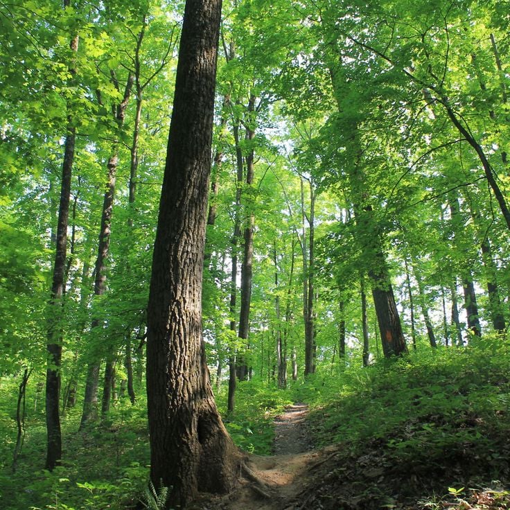Floresta Estadual de Zaleski