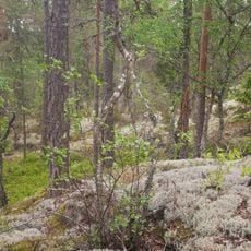 Vattgruvsmossens naturreservat