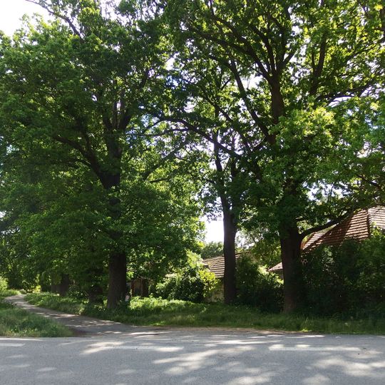 Dubové stromořadí Strážnice Žabné