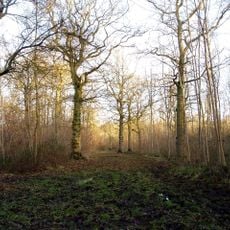 Langley Wood