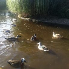 WWT Castle Espie Wetland Centre