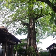 山鹿城跡