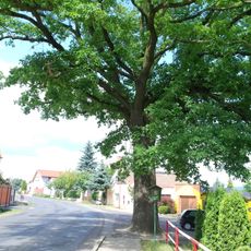 Dub v Bříze mezi rybníčky