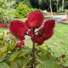 Deerfield Beach Arboretum