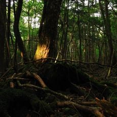 Aokigahara